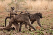 baboon